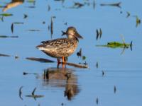 Löffelente Weibchen